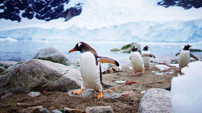 Penguins walking along a beach