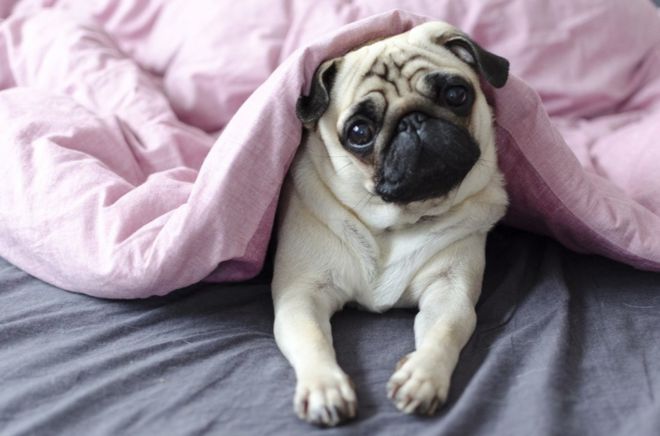 Un perro sÃºper lindo, mirÃ¡ndote con ojos suplicantes debajo de una manta rosa.