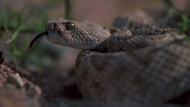 A rattlesnake in the Arizona desert