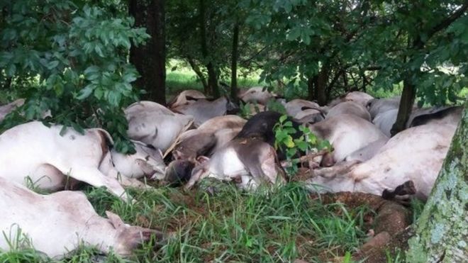 Cadáveres de 84 animales encontrados bajo árboles.