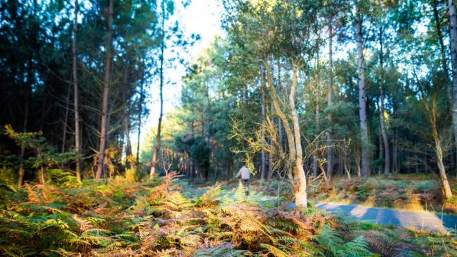 Floresta de Landes, na França