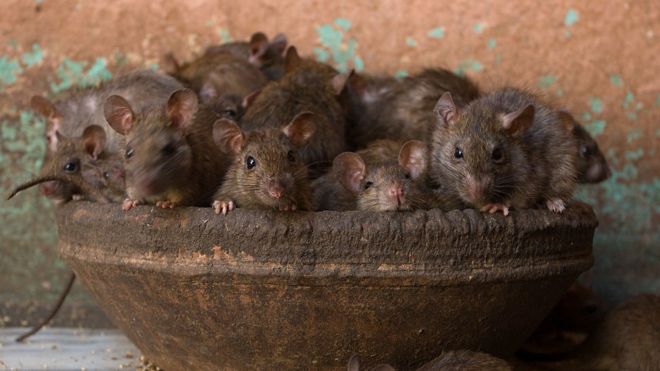 Um cesto com diversos ratos de cor marrom