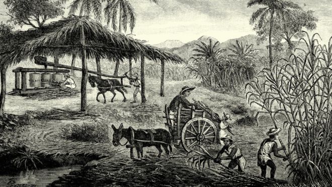 Grabado de una plantación de azúcar en Cuba.