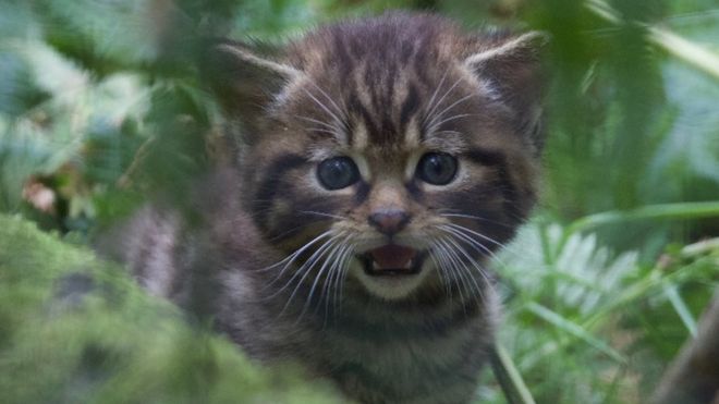 Один из двух котят диких кошек, рожденных в заповеднике Алладейл