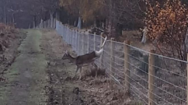 Пойманный в ловушку олень