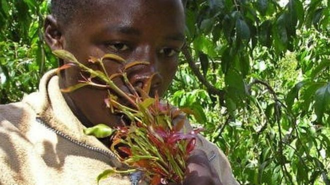 Кенийский фермер Джеймс Нтоньи жует листья ката на ферме своего отца 16 января 2006 года в Меру, в 170 километрах к северо-востоку от Найроби