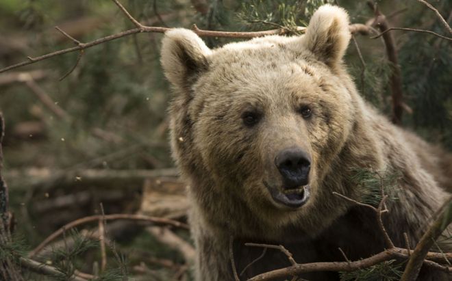 Евразийский бурый медведь, недалеко от Сарикамиса, восточная Турция