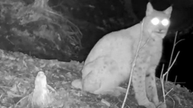 حيوانات تشيرنوبيل: مقطع فيديو نادر للحيوانات في منطقة الحظر النووي