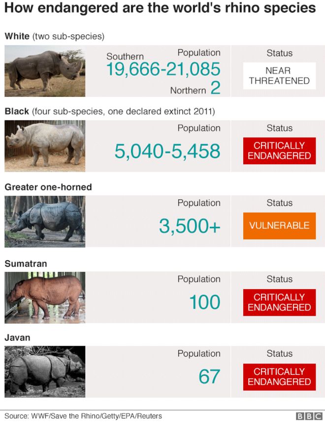 Диаграмма, показывающая пять видов носорогов и их популяции. Трое находятся под угрозой исчезновения, один уязвим, а другой находится под угрозой.
