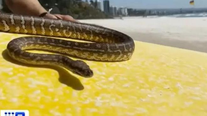 صورة للأفعى