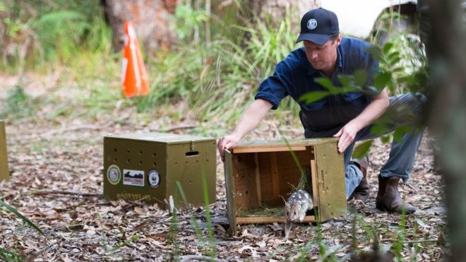 Офицер дикой природы выпускает восточный кволл в национальный парк Будери