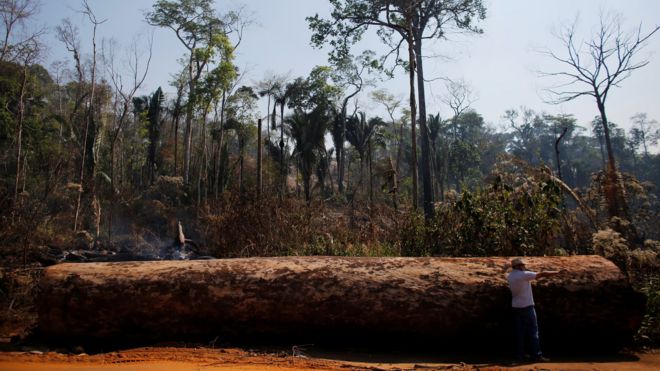 A man points next to a tree extracted illegally from the Amazon rainforest. in this photo from 2015