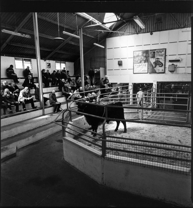 Крупный рогатый скот в Бэндон-Март в окружении толпы людей