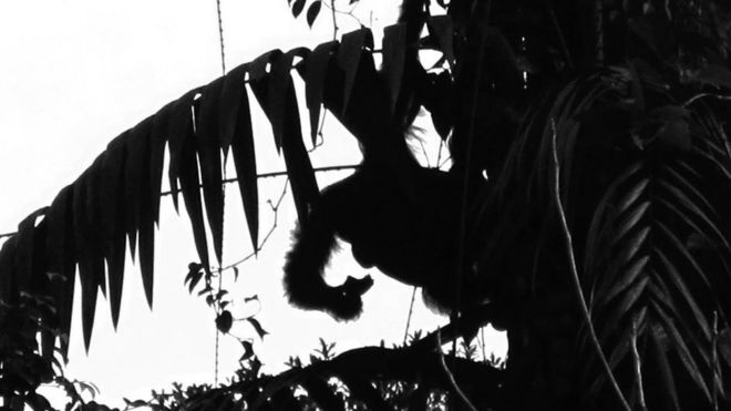 Изображение орангутана Борнео.