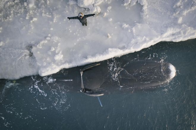 Флора Айкен молча благословляет первого гренландского кита весеннего сезона.
