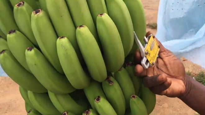 Bananas being measured