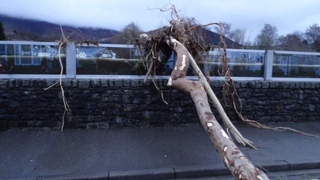 Дерево опирается на защиту от наводнений в Кесвике