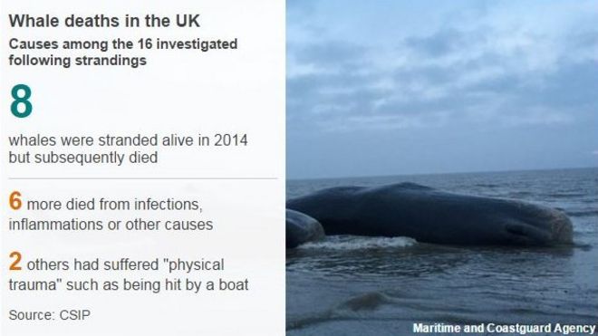 Причины гибели китов