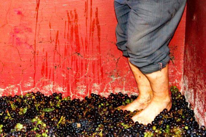 Aplastando uvas