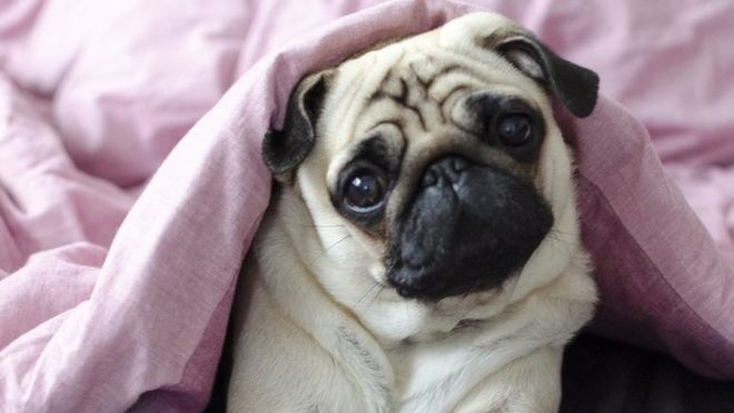 Un perro súper lindo, mirándote con ojos suplicantes debajo de una manta rosa.