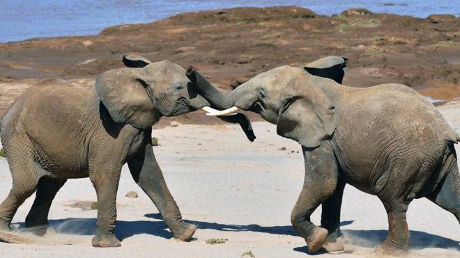 Слоны играют в бой рядом с заповедником Самбуру в Кении