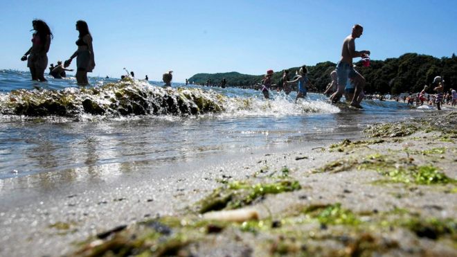 Токсичные водоросли видны на пляже в Гдыне, Польша, 3 июля