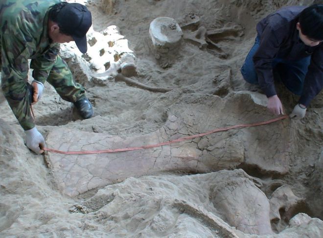 Двое техников с измерительной лентой для чтения протянулись по большому ископаемому динозавру