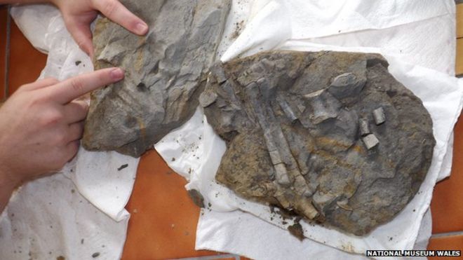 Окаменелая нога динозавра, найденная в