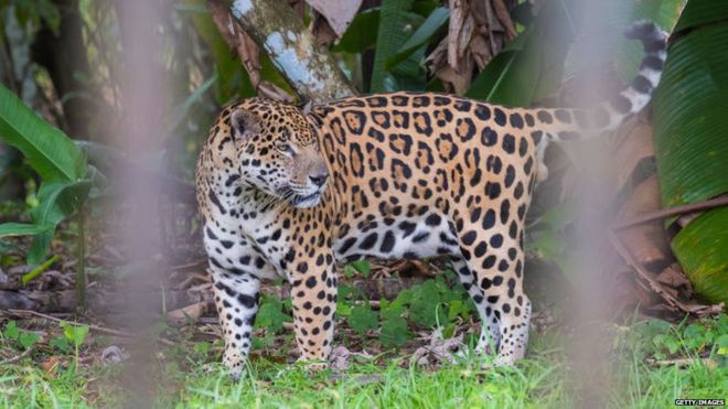 Ягуар в зоопарке в Гайане