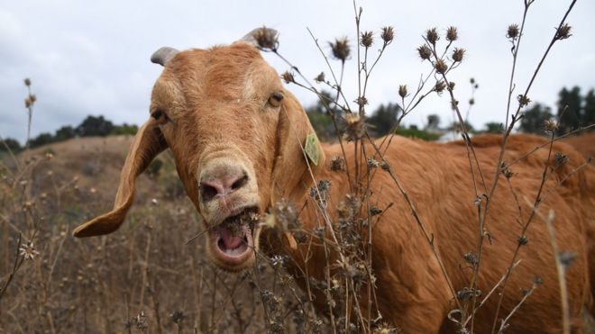 A brown goat bites down on some dry shrubbery