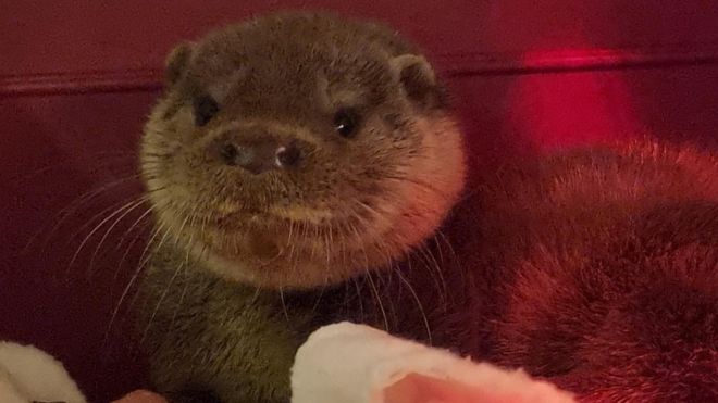 The rescued otter cub