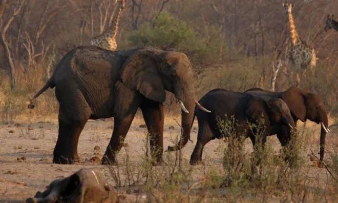 Zimbabve'deki filler