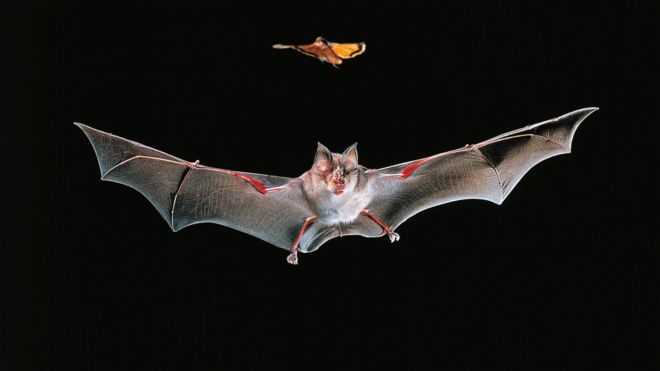 El murciélago grande de herradura chino en vuelo