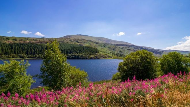 Озеро Мембир, Сноудония, Уэльс, с розовыми цветами на переднем плане