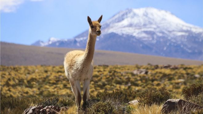 Vicuña en el desierto de Atacama, Chile