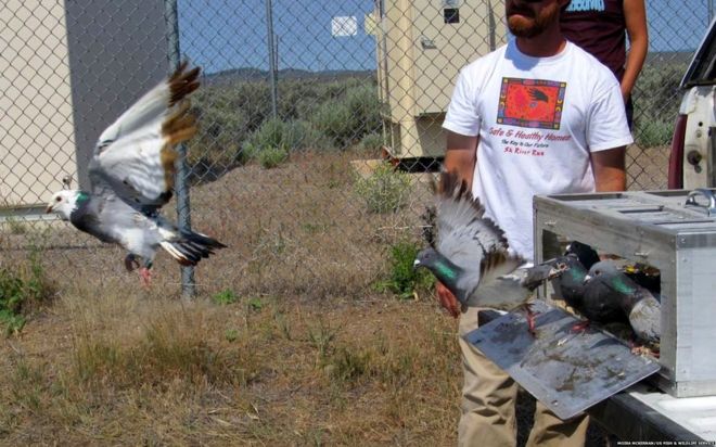 «Смазанные и не смазанные» голуби были выпущены с того же места для испытательных полетов