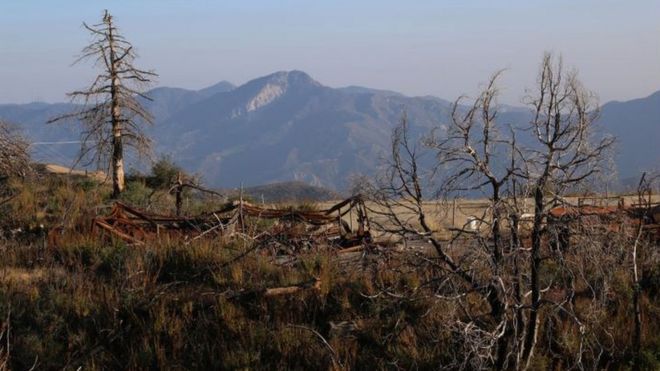 Останки пихты Дигласа Бигконе после лесного пожара на горе Глисон в Национальном лесу Анджелеса