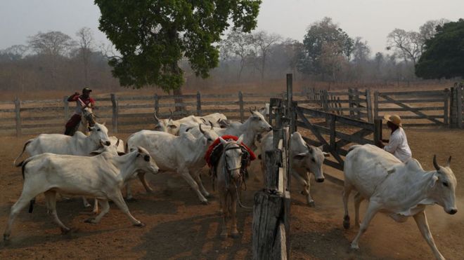 Dois rancheiros separam o gado em Pocone, Mato Grosso, região do Pantanal que está sofrendo com incêndios