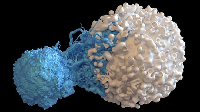 A T-cell attacking a cancer cell