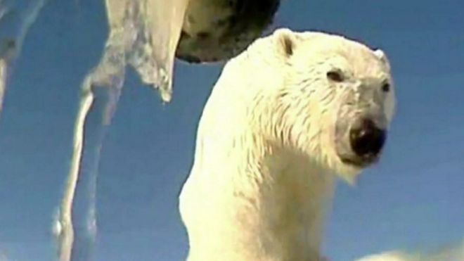 Câmera em colar revela ‘vida secreta’ dos ursos polares