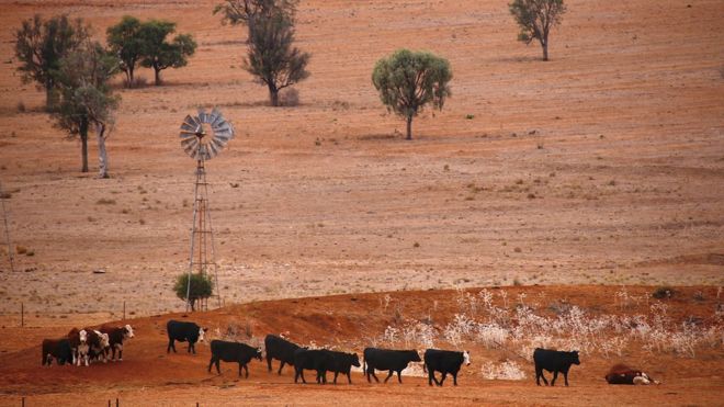 Скотоводство проходит мимо пустой плотины и старой ветряной мельницы в загоне, пострадавшем от засухи в Новом Южном Уэльсе