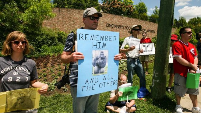 Люди, посещающие бдение возле зоопарка и ботанического сада Цинциннати, держат плакаты с трауром Харамбе (30 мая 2016 года)