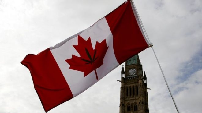 Канадский флаг с листьями марихуаны на нем.