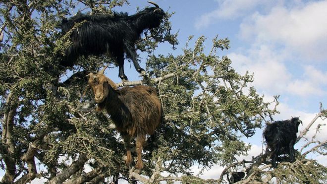 Goats on a tree