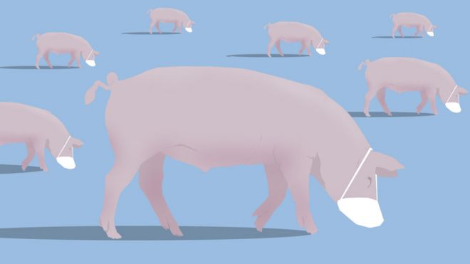 Графика свиней в масках