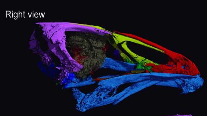 Сканирование черепа птицы