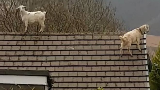 Беда и козы Мэйбл на крыше