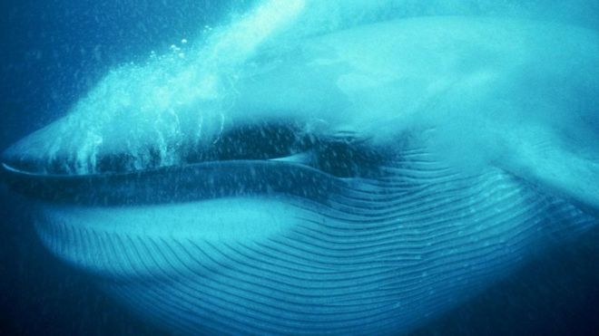 كيف أصبح الحوت الأزرق أضخم حيوان على سطح الأرض؟ منتديات درر العراق