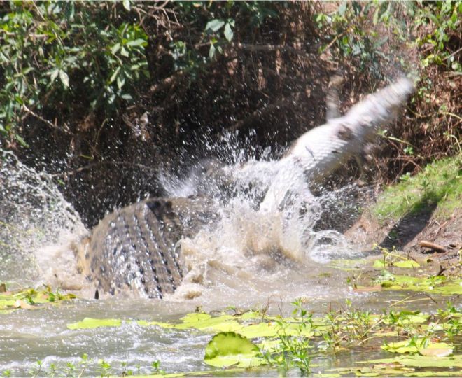 Крокодил размахивает еще одним меньшим крокодилом за хвост в Национальном парке Риньиру
