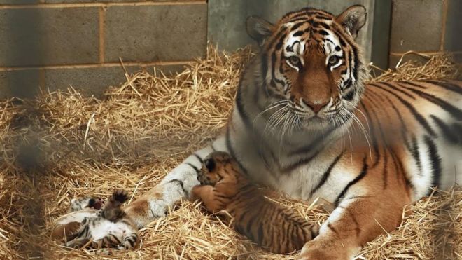 Минерва Амурский тигр с детенышами